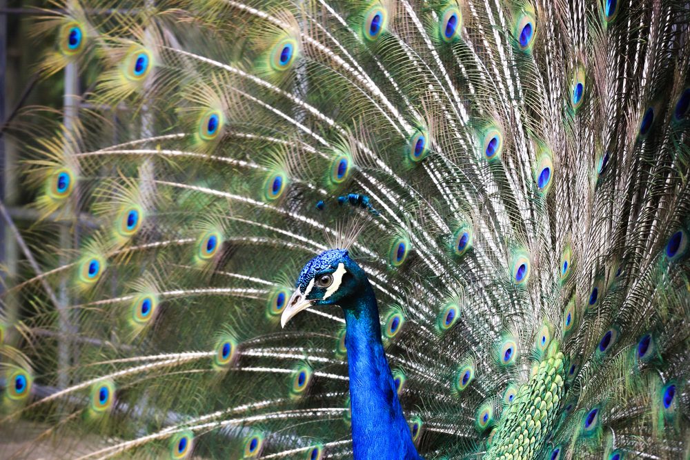 Peacock