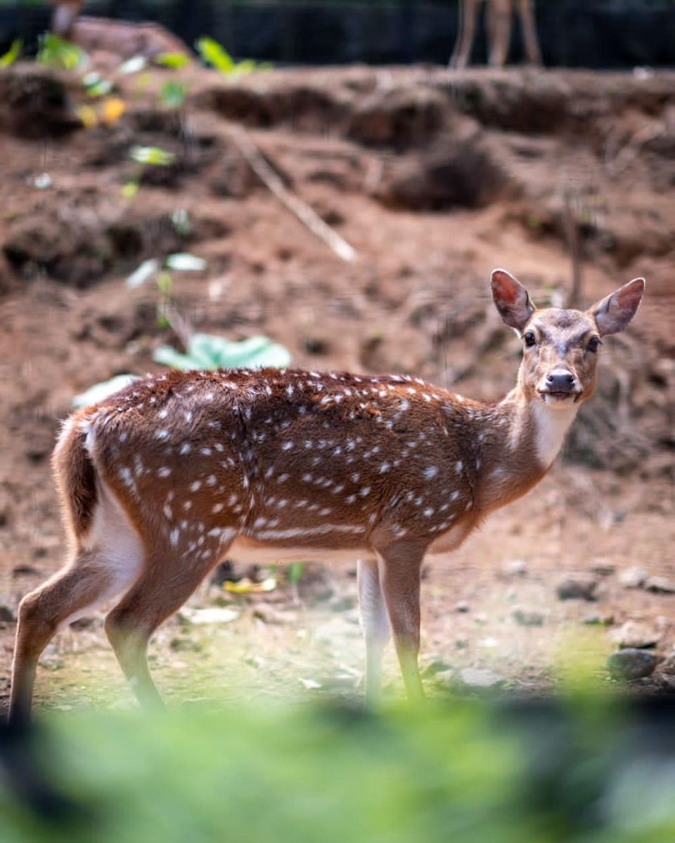 Tasta Zoo