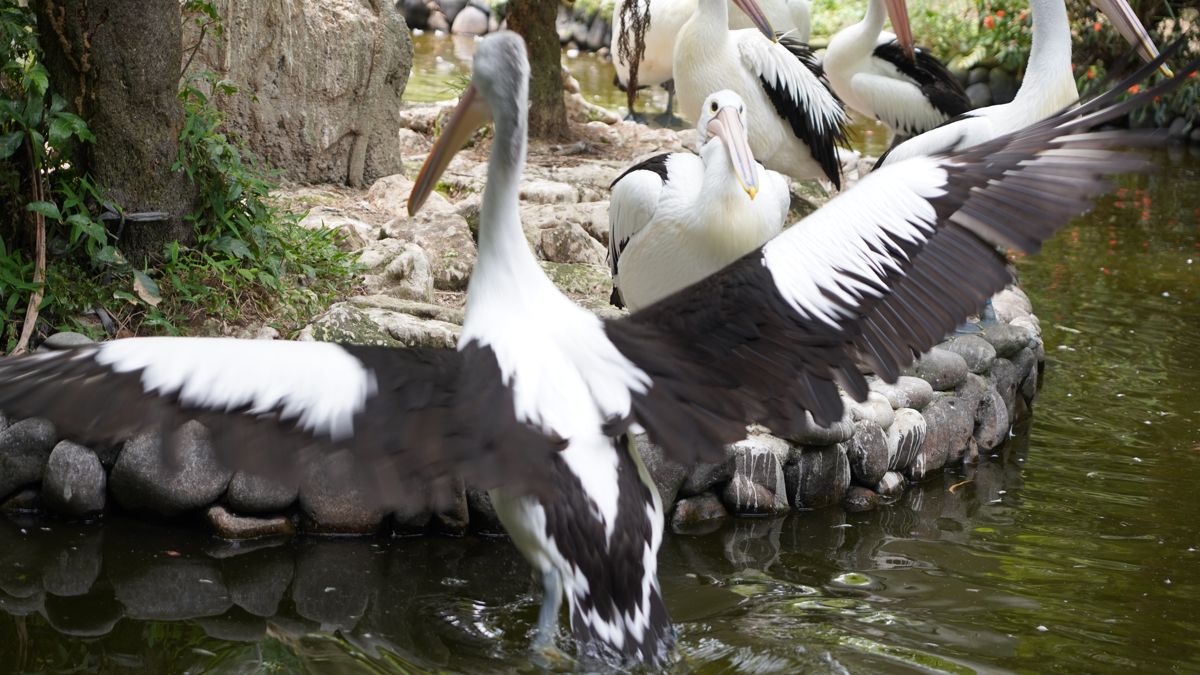 Tasta Zoo