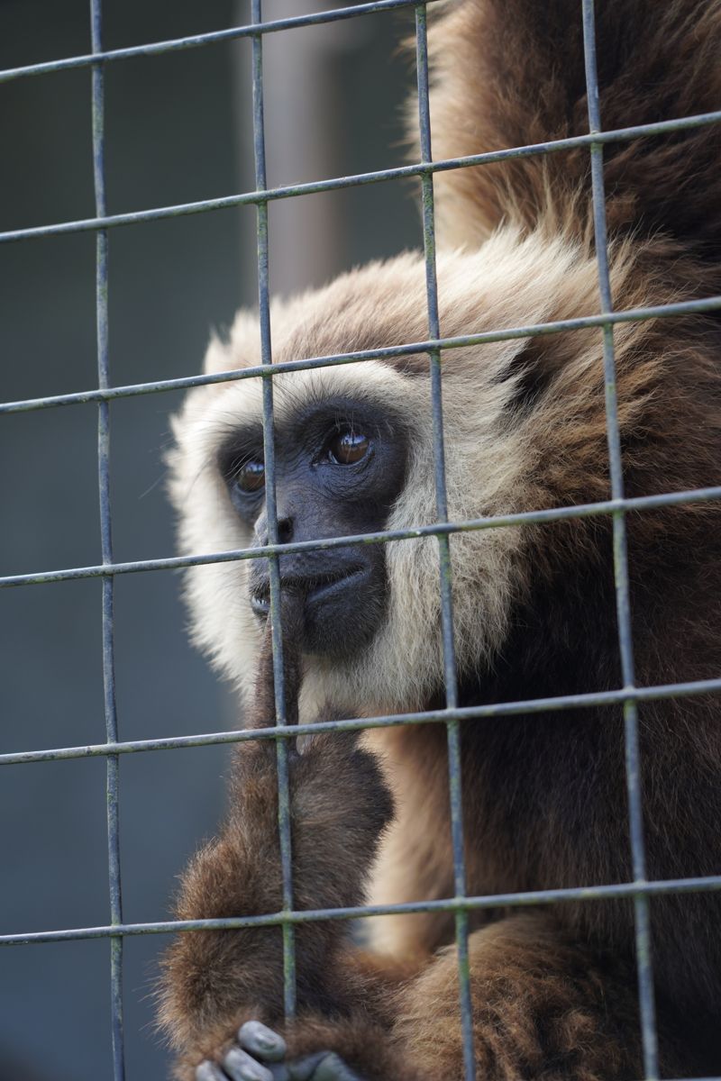 Tasta Zoo