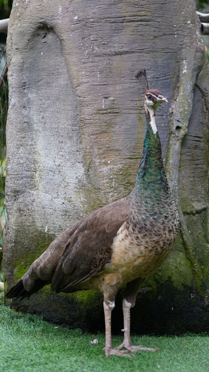 Tasta Zoo