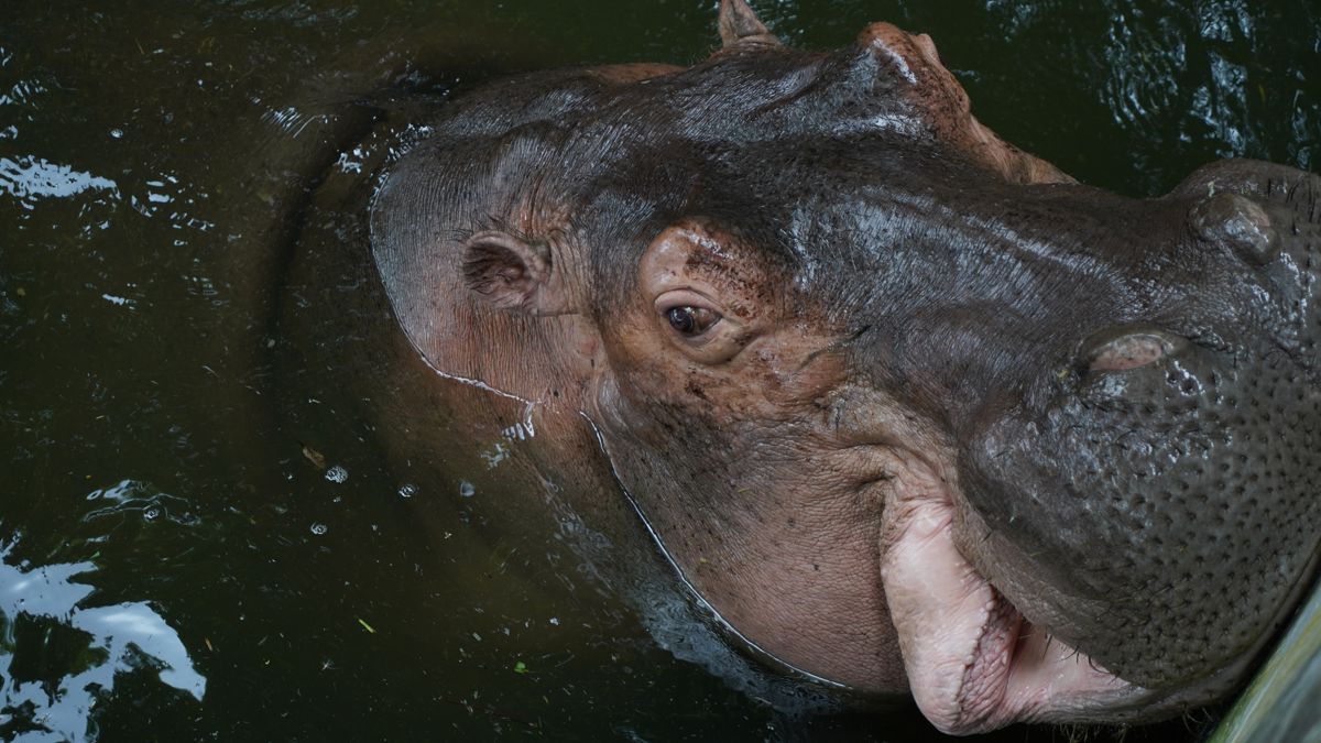 Tasta Zoo