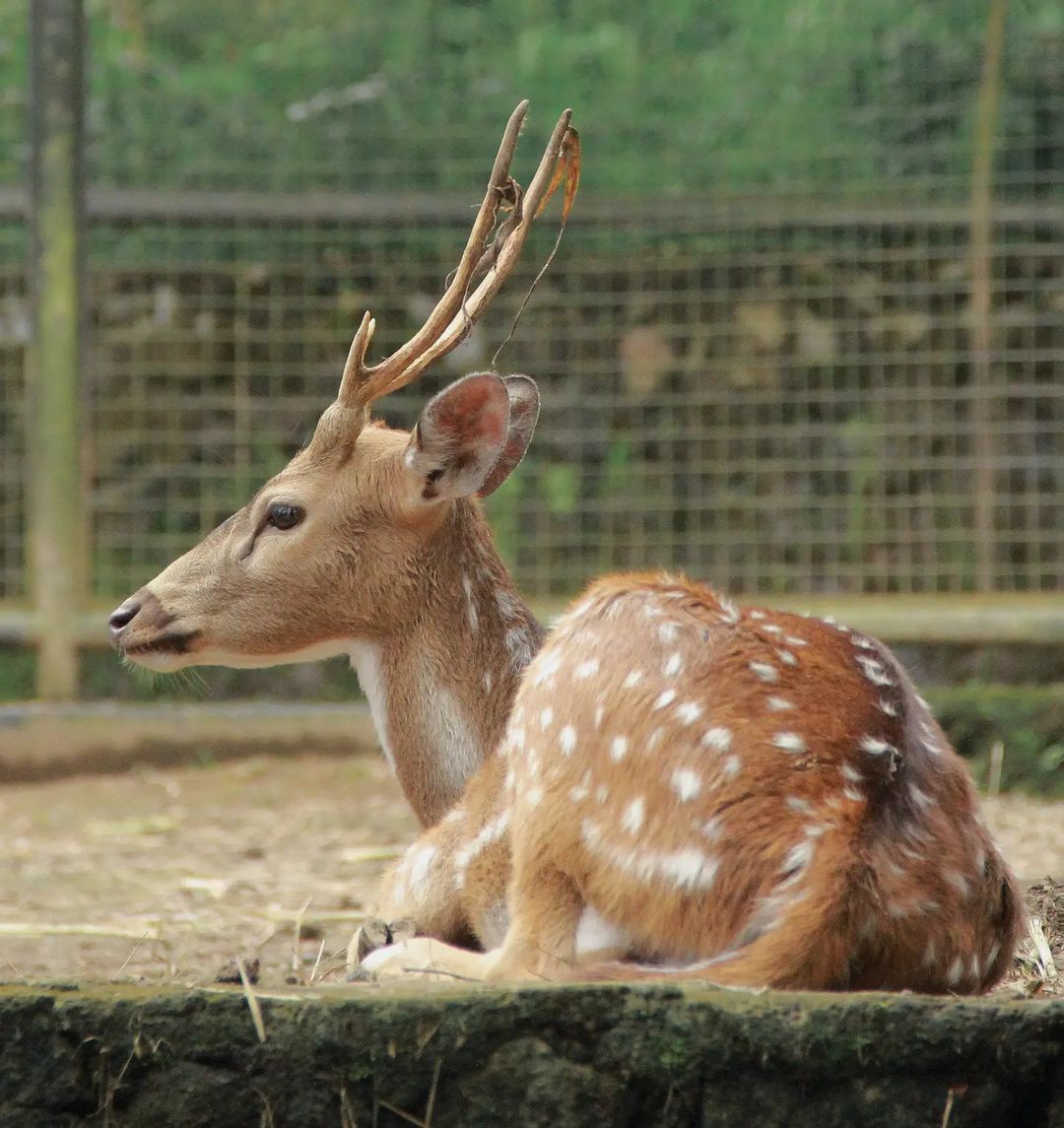 Tasta Zoo