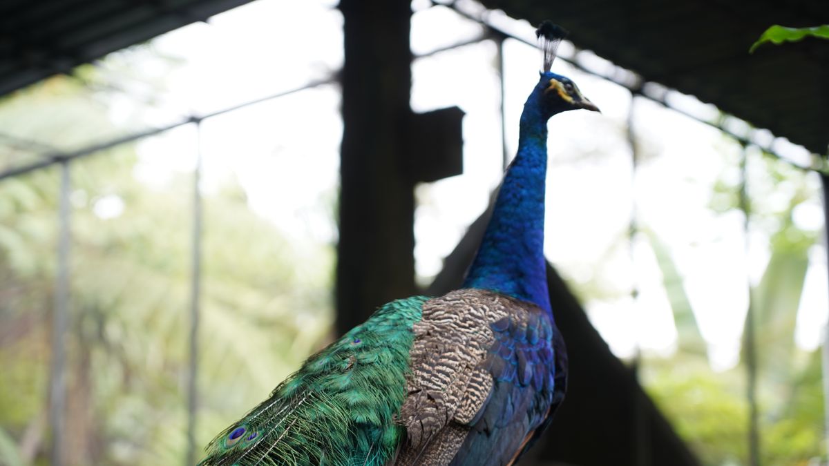 Tasta Zoo
