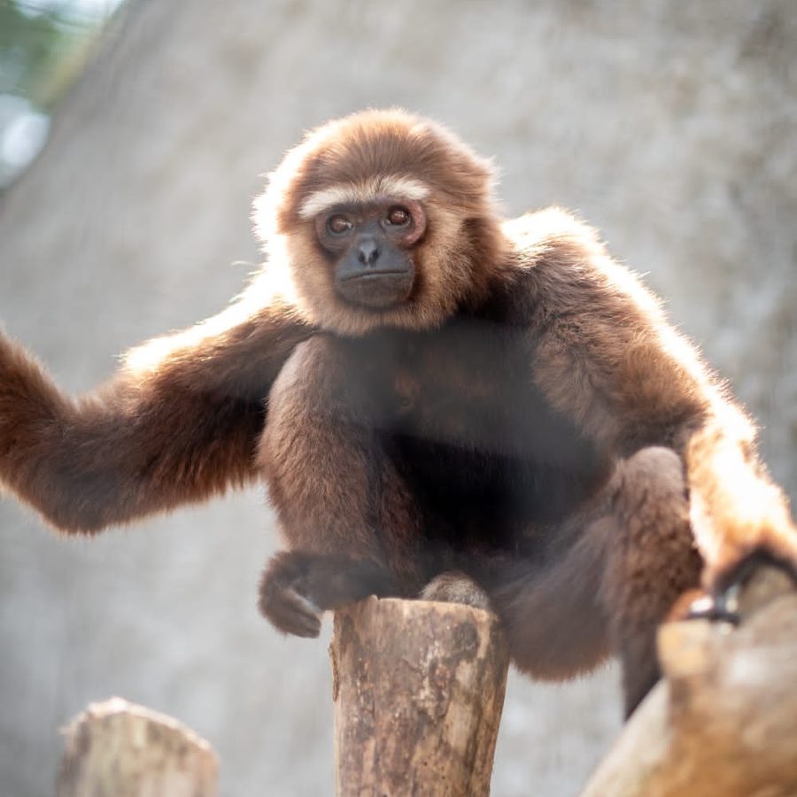 Gibbon