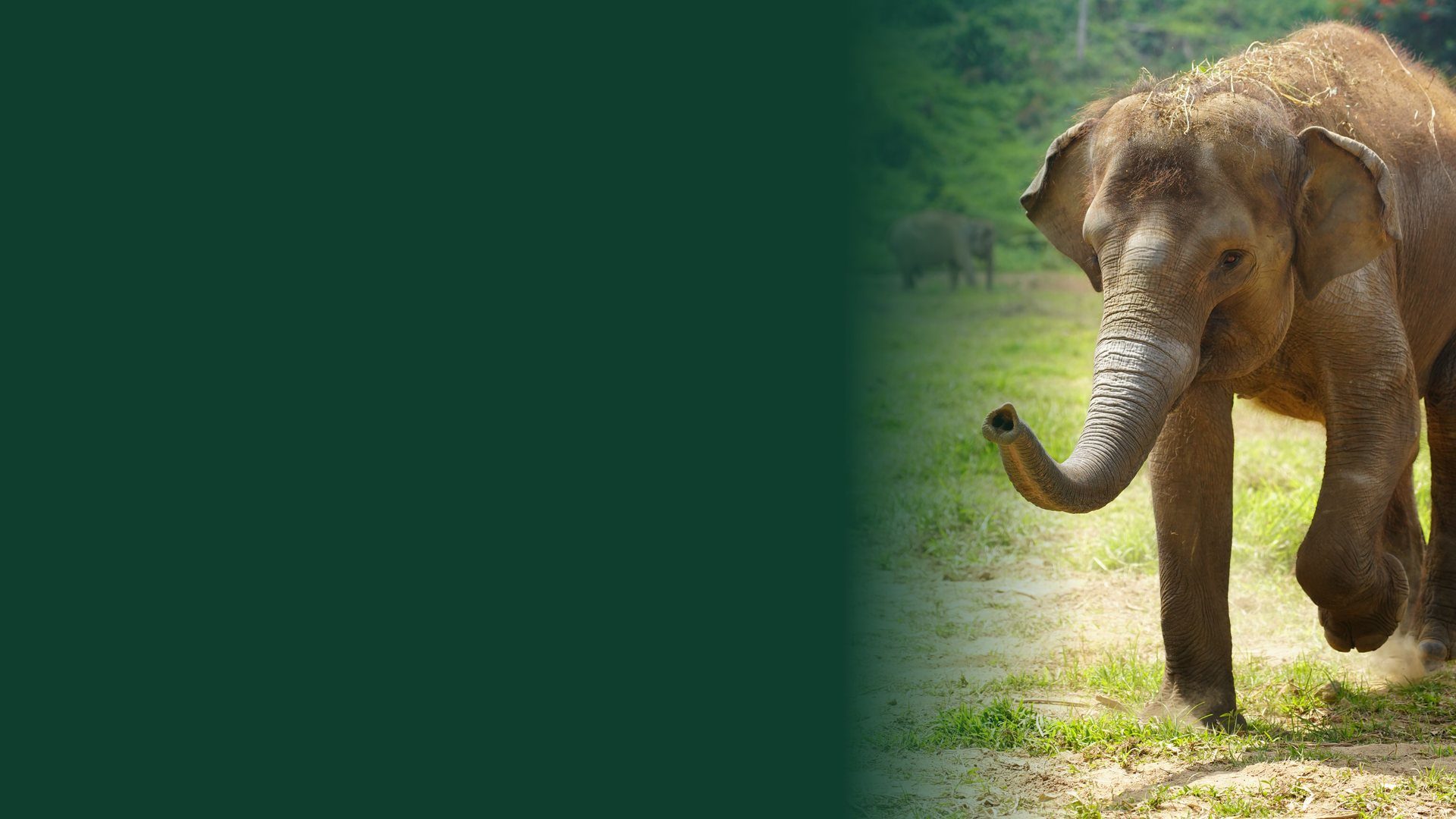 A Sumatran elephant walking across the meadow at Tasta Zoo