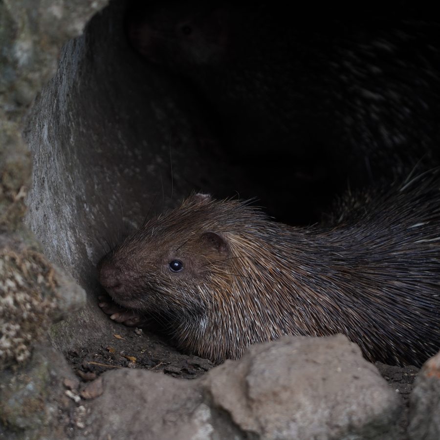 Porcupine