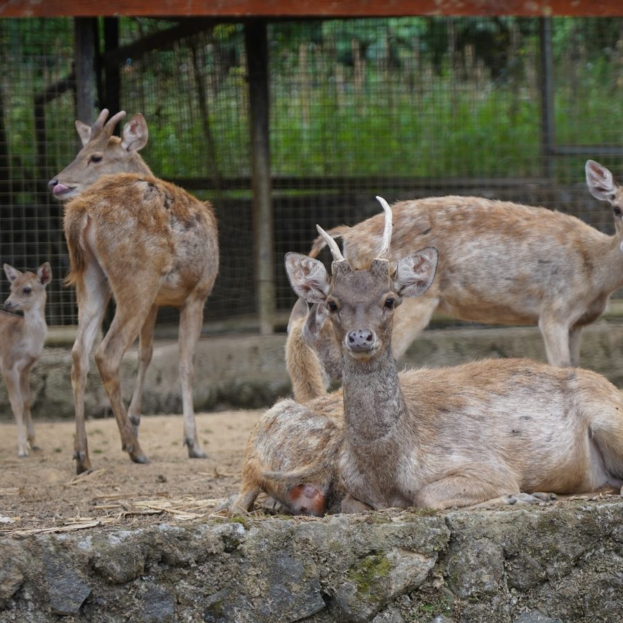 The deer family