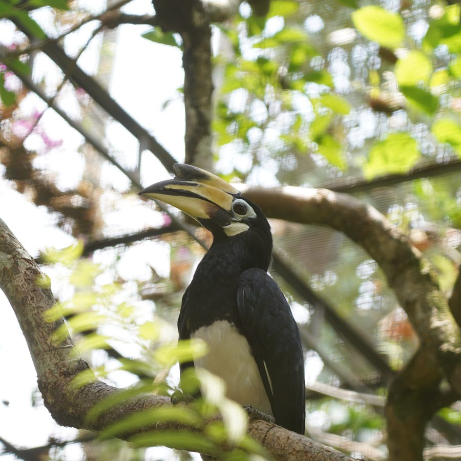 Hornbills
