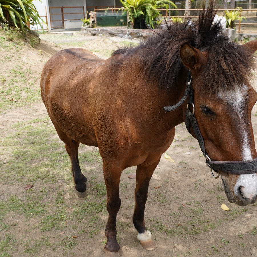 Horses